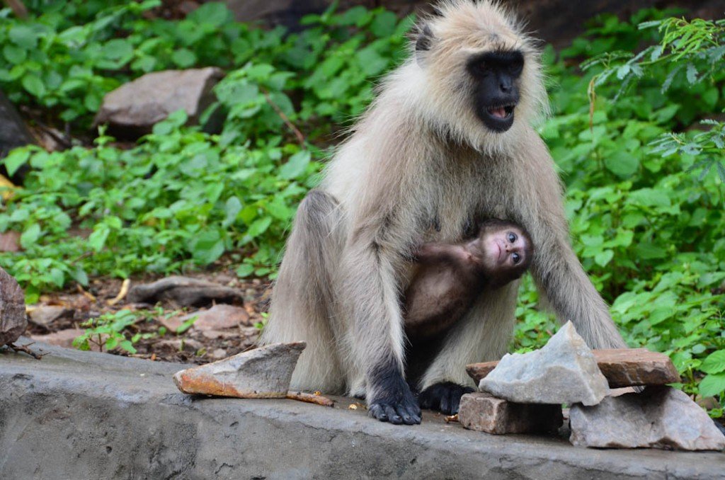 monkey grabbing mother grasp reflex