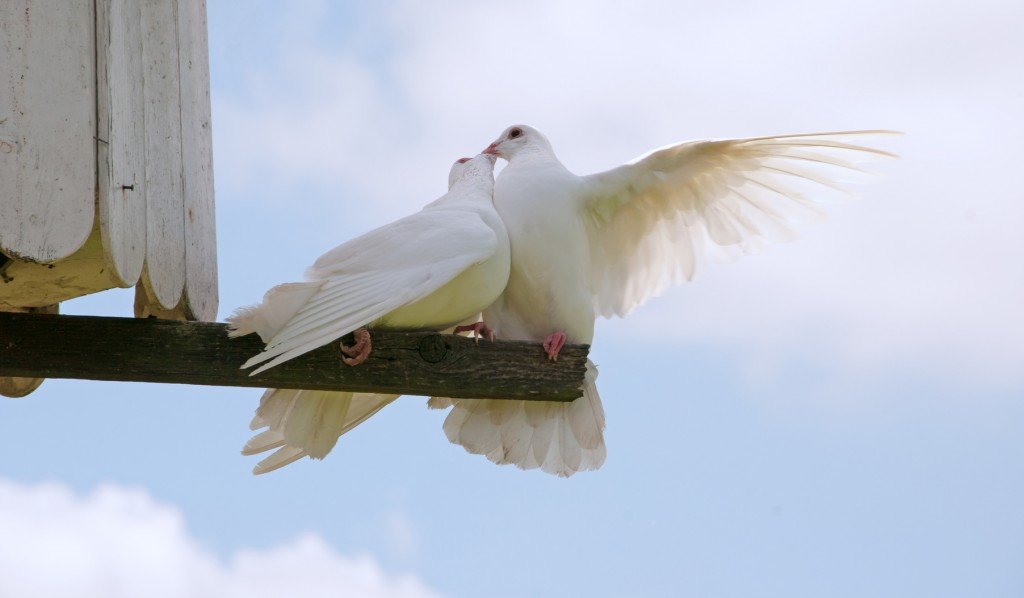 Some doves should just get a room... (Photo Credit: chelle129 / Fotolia)