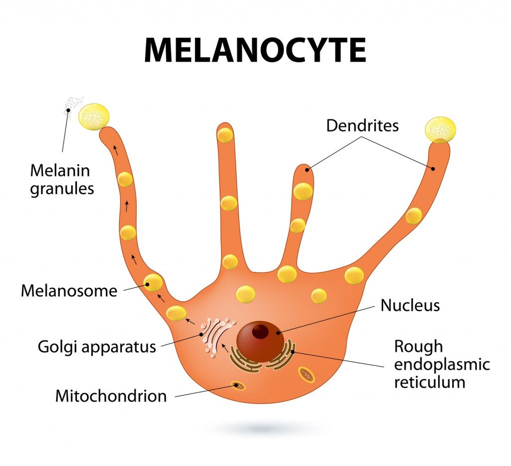 Melanocyte pumping out melanin particles (Photo Credit: designua / Fotolia)