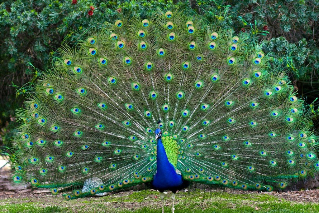 Peacock fanned tail
