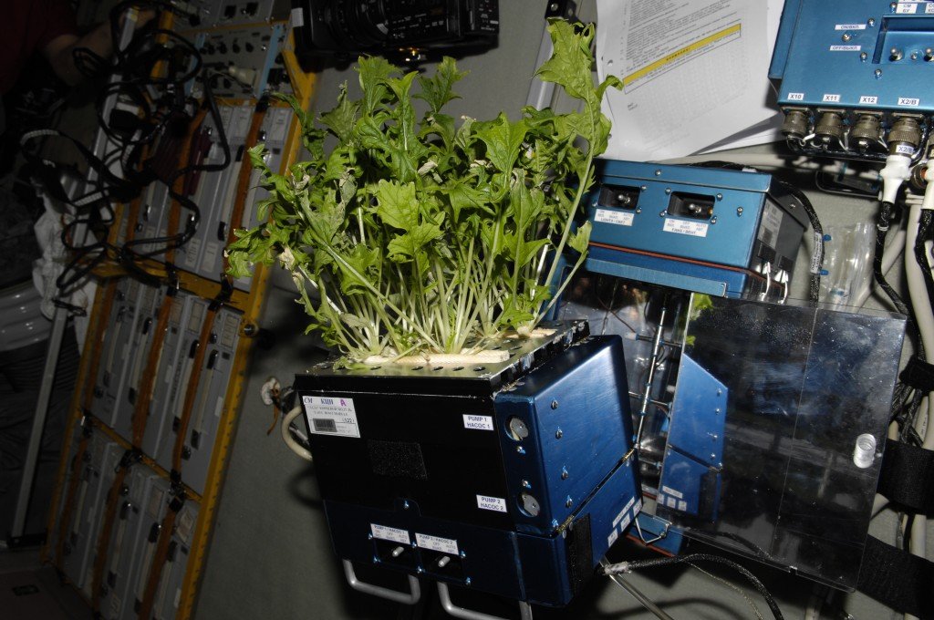 lettuce plant in space