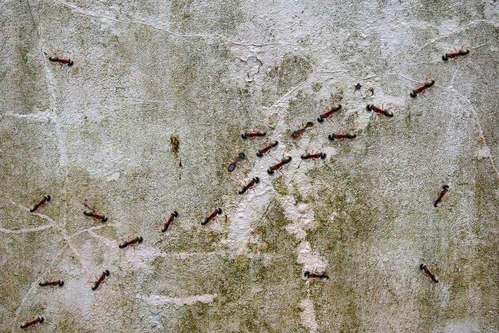 Why Do Ants Touch Each Other While Walking in Opposite Directions?