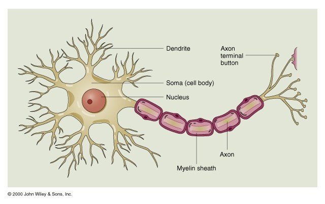 Nerve-Cell1