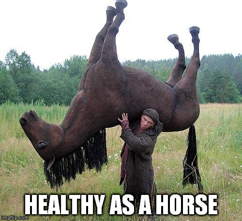 healthy as a horse meme 1