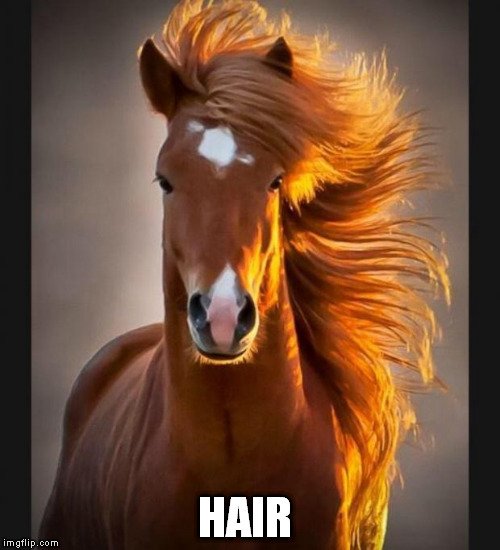 horse hair meme