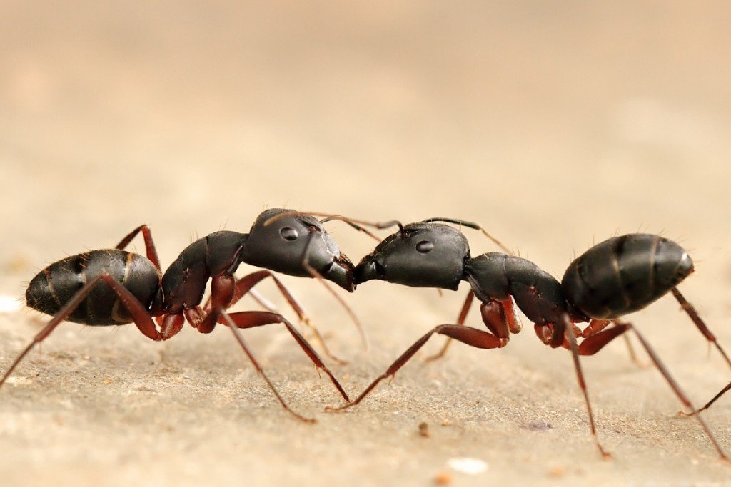 trophyllaxis ants