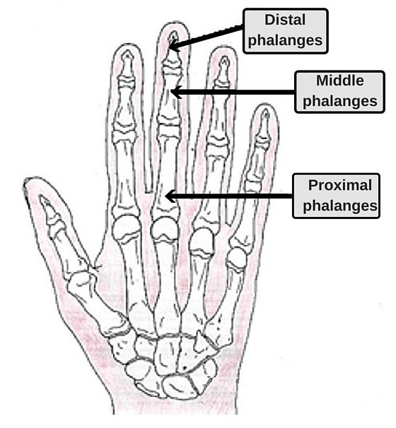 bones in the fingers