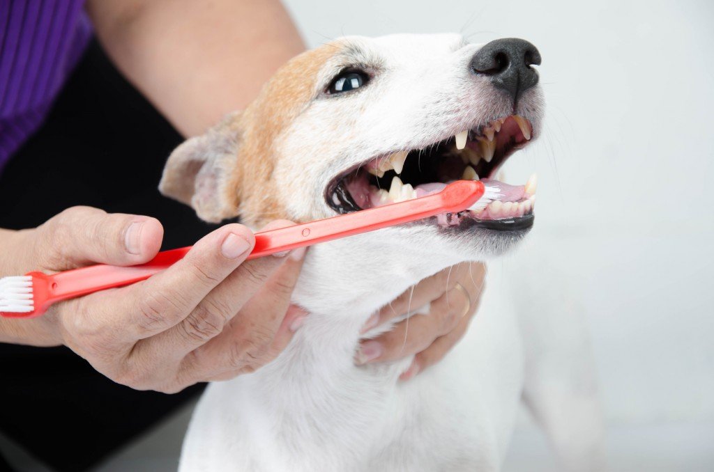 dog's teeth being cleaned using a toothbrush 