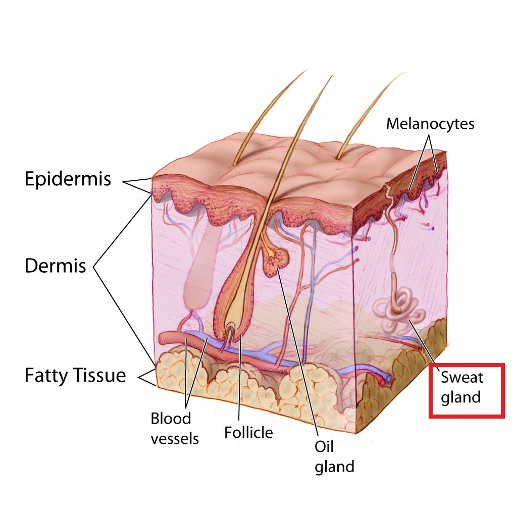skin sweat gland
