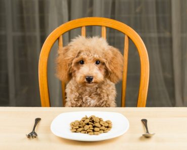 Poodle puppy with a plate of kibbles