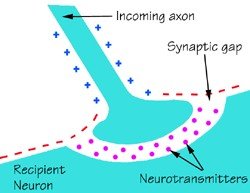 Synapse_diagram