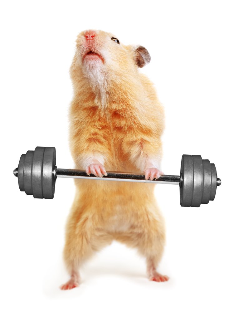 strong rodent