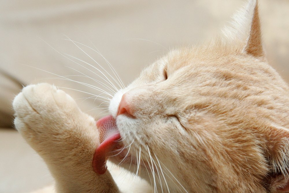 Cat Licking animal wounds