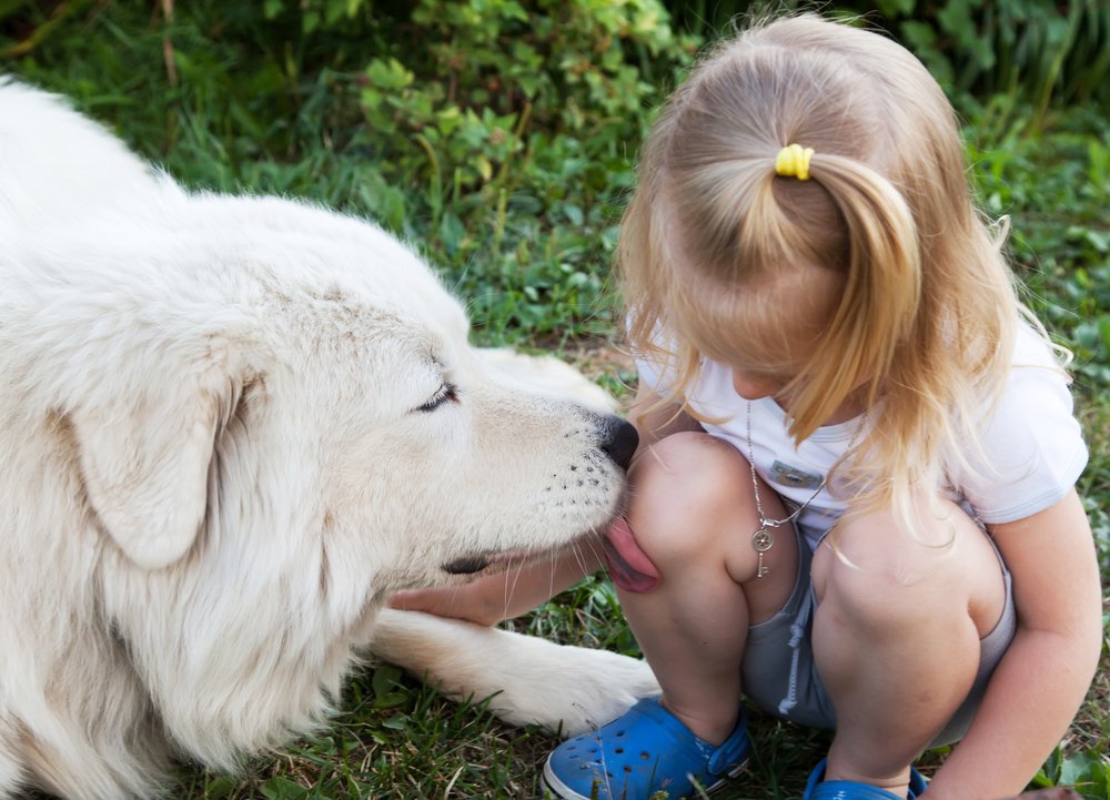 Large white Shepherd licking a wound on the knee of a little girl, selective focus animals