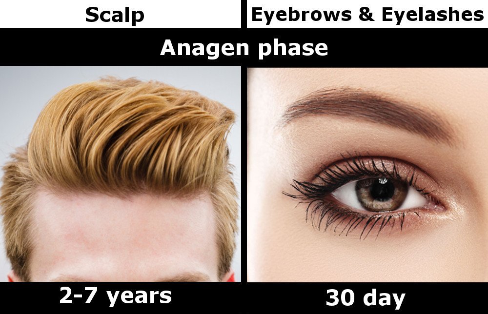 Scalp eyebrow eyelash anagen phase