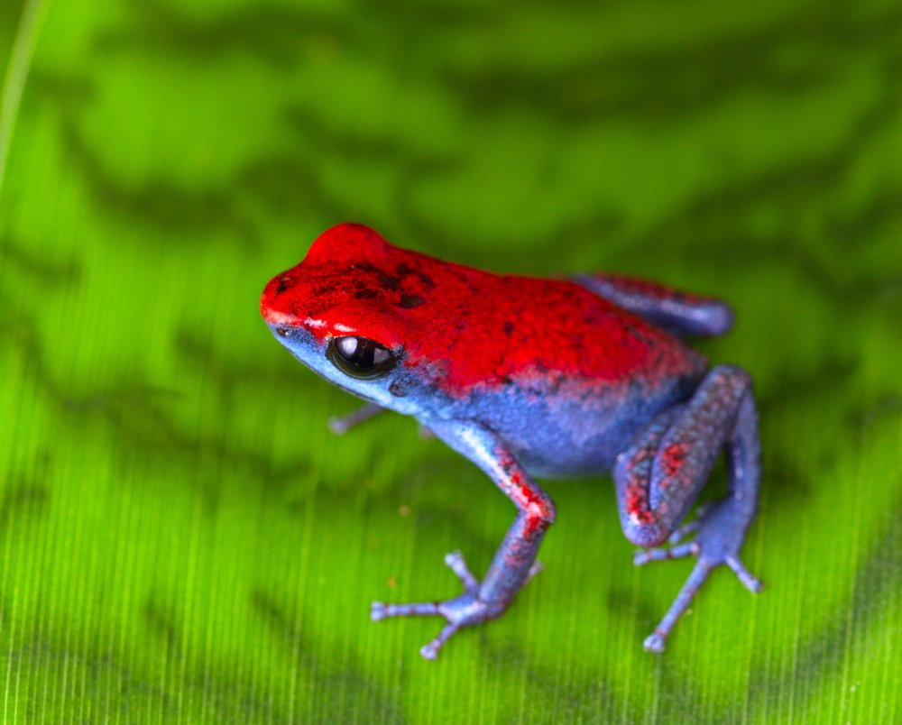 strawberry poison frog