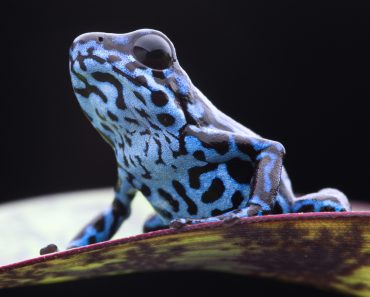 Blue strawberry poison frog