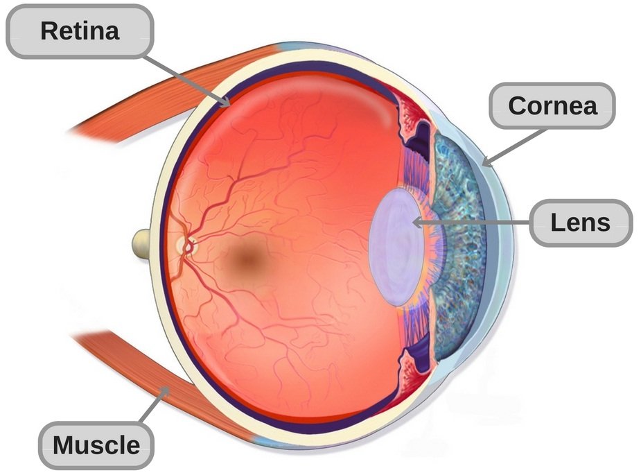 Anatomy-of-the-human eye structure