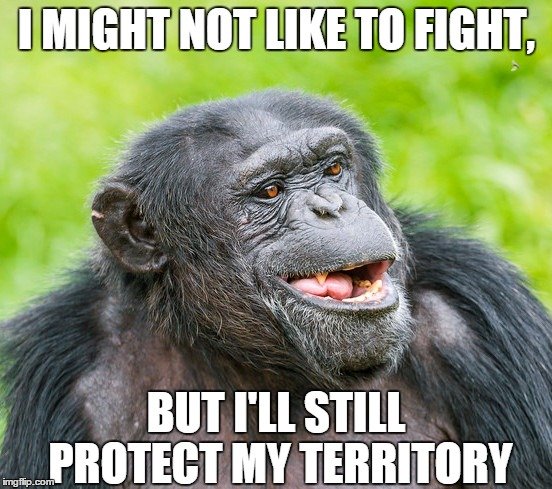 Chimp funny meme