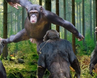 chimpanzee fight
