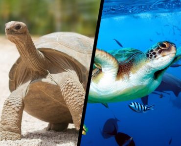 How Do Tortoises And Turtles Live For So Long?