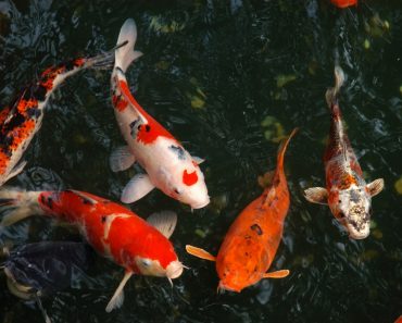 Beautiful fishes in little water pond