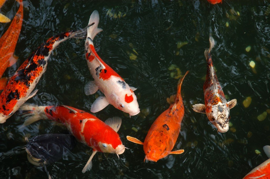 Beautiful fishes in little water pond