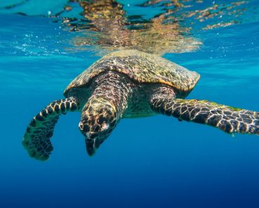 Sea turtle tortoise