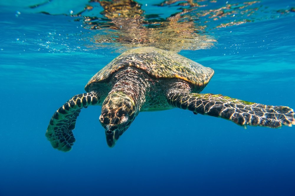 Sea turtle tortoise