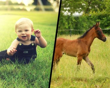 Human baby & Horse baby