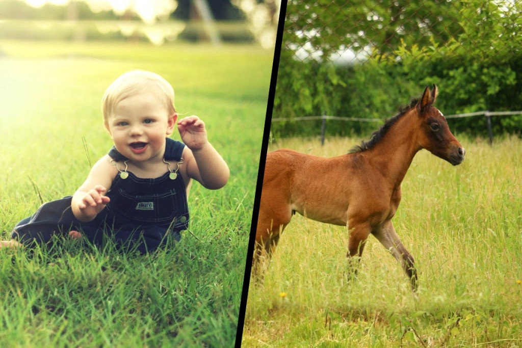 Human baby & Horse baby