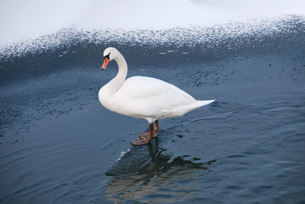 Swan duck bird in cold river