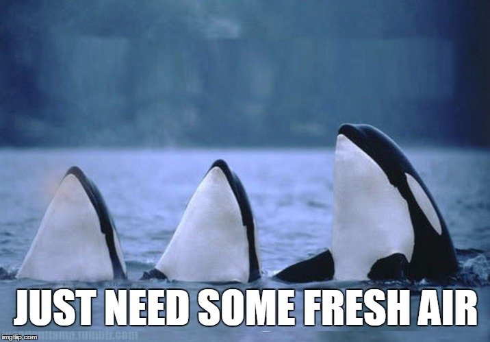 whale-need-fresh-air-meme