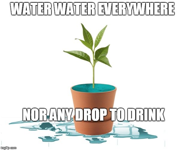 Over flowing water in plant meme1