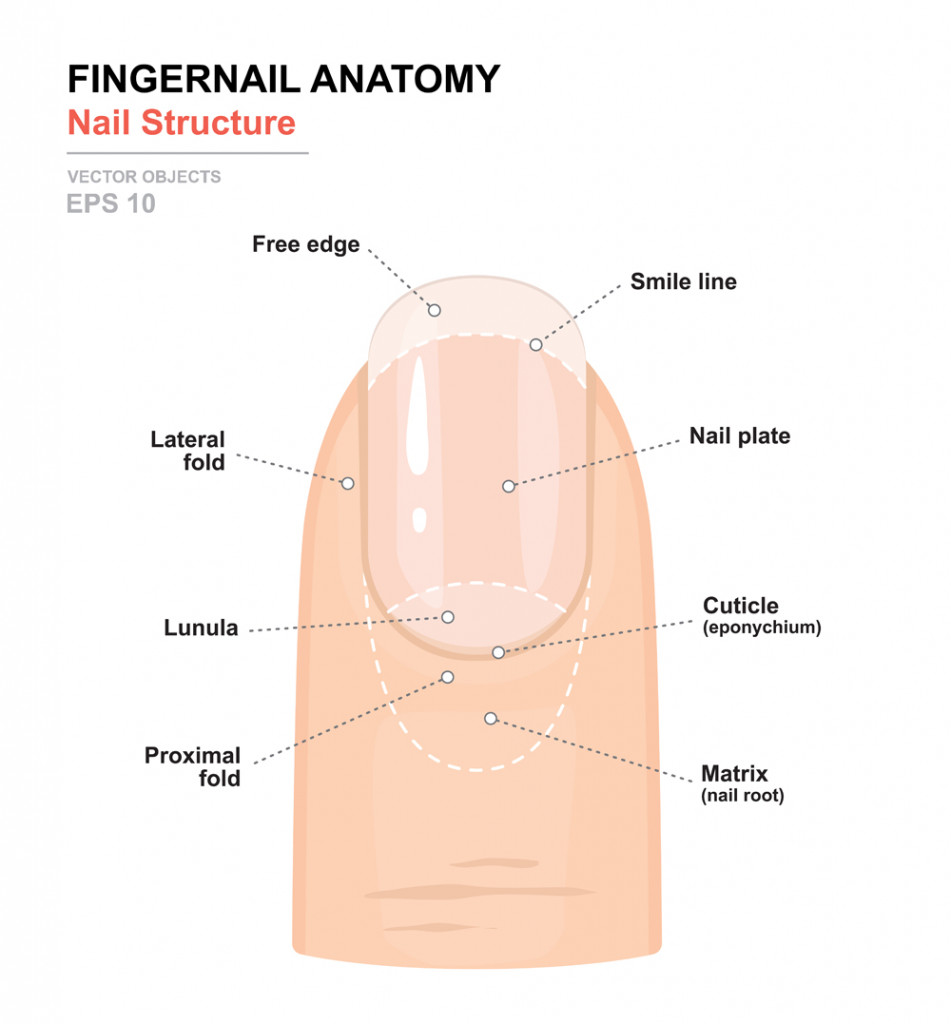 Fingernail Anatomy