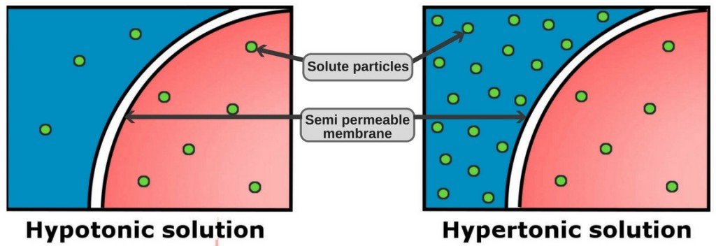 Hypotonic solution & hypertonic solution particles