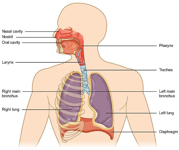 respiratory system 