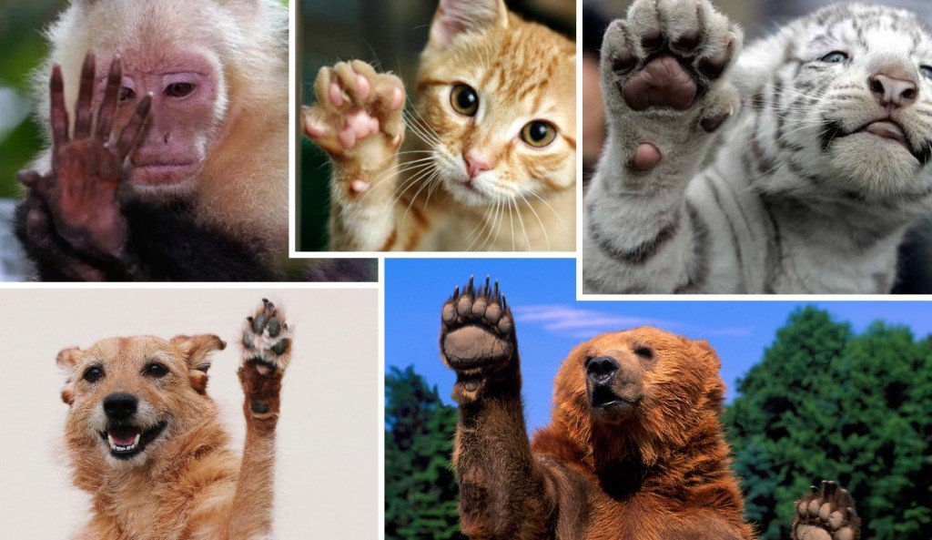 Do Animals Have Fingerprints?