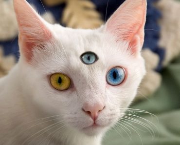Can Animals Have A Third Eye?