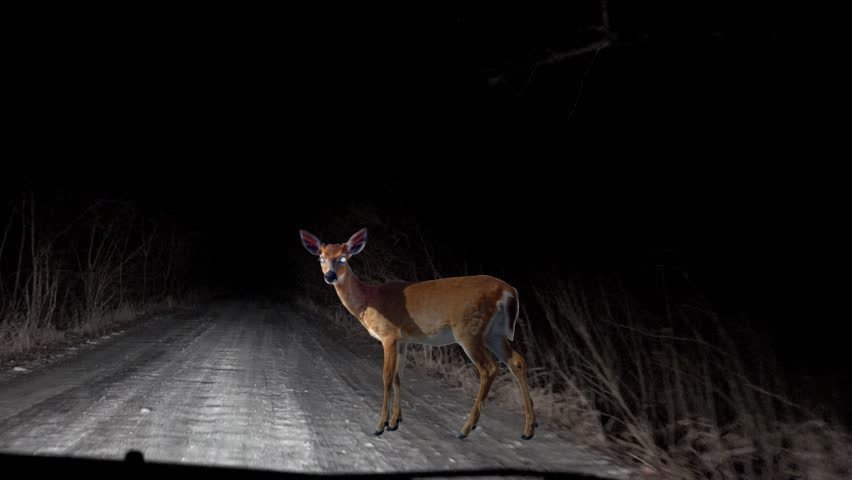 deer standing in the middle of the road