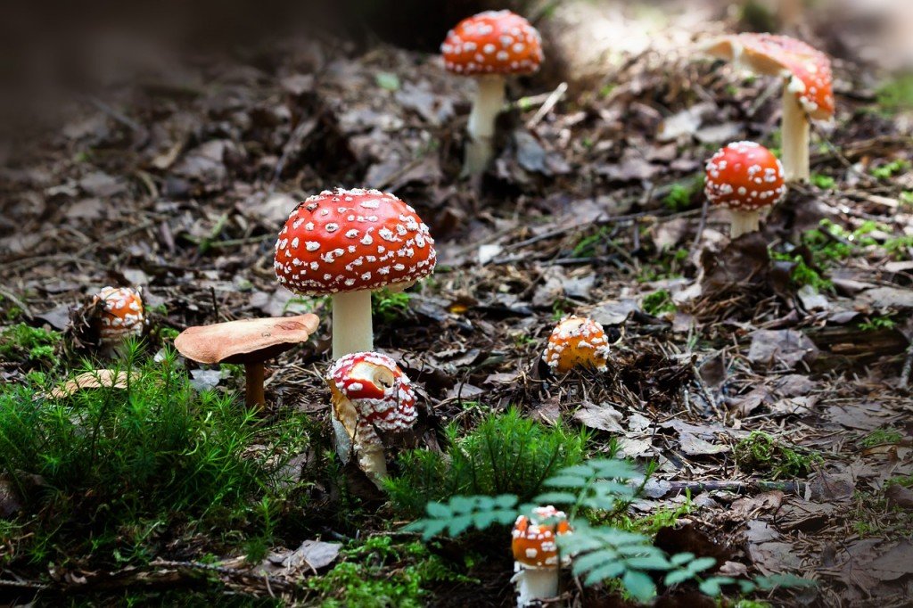 How Do Mushrooms Make It Rain?