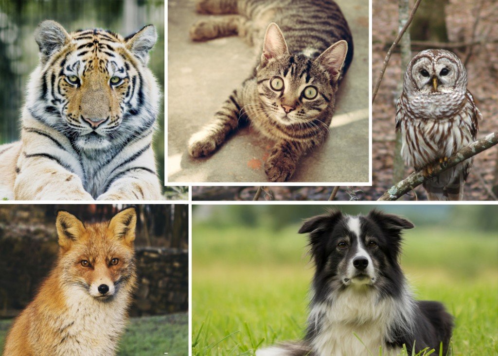 animals with night vision better than humans and you know the drill Dog cat owl tiger fox