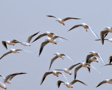 birds group flying together