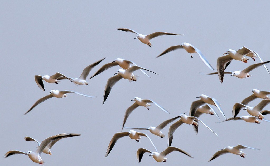 birds group flying together