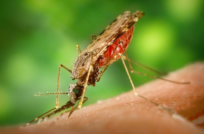 Anopheles albimanus, the malaria mosquito.