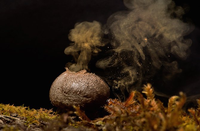 A Mushroom releasing Spores. Source-dannyboston.blogspot.in