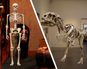 Human & Dinosaur Skeleton