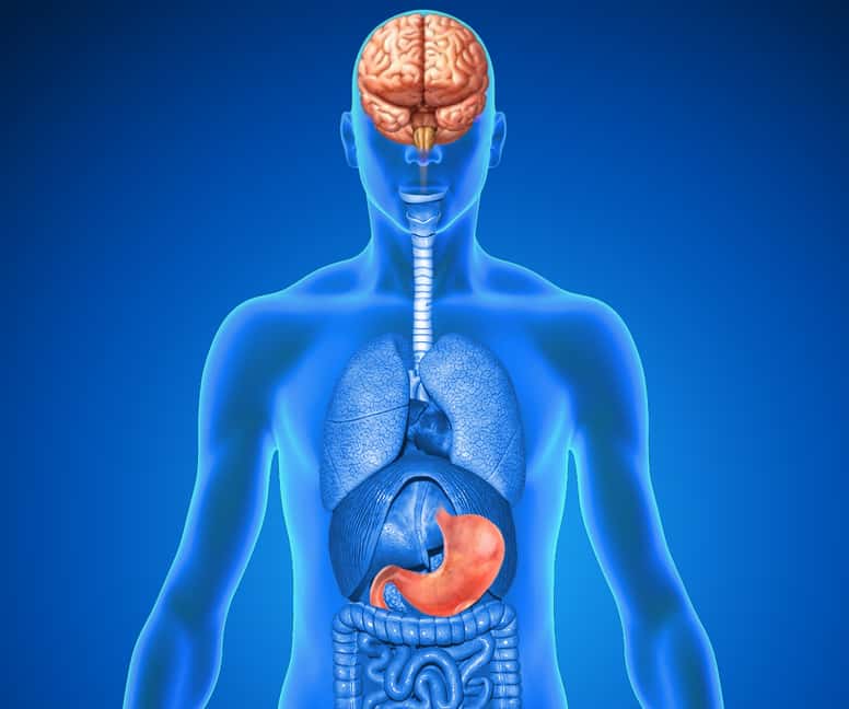 Human Organs Brain & stomach