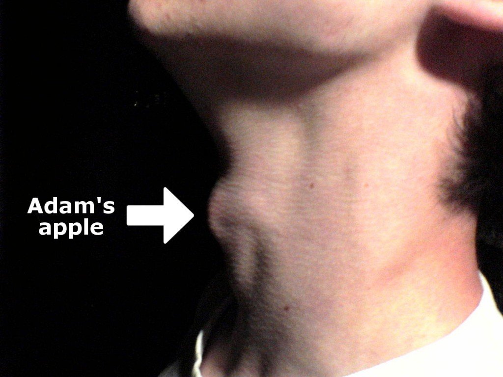 Myneck adams apple An example of male laryngeal prominence.