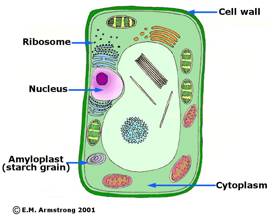 Plant paramecium cell
